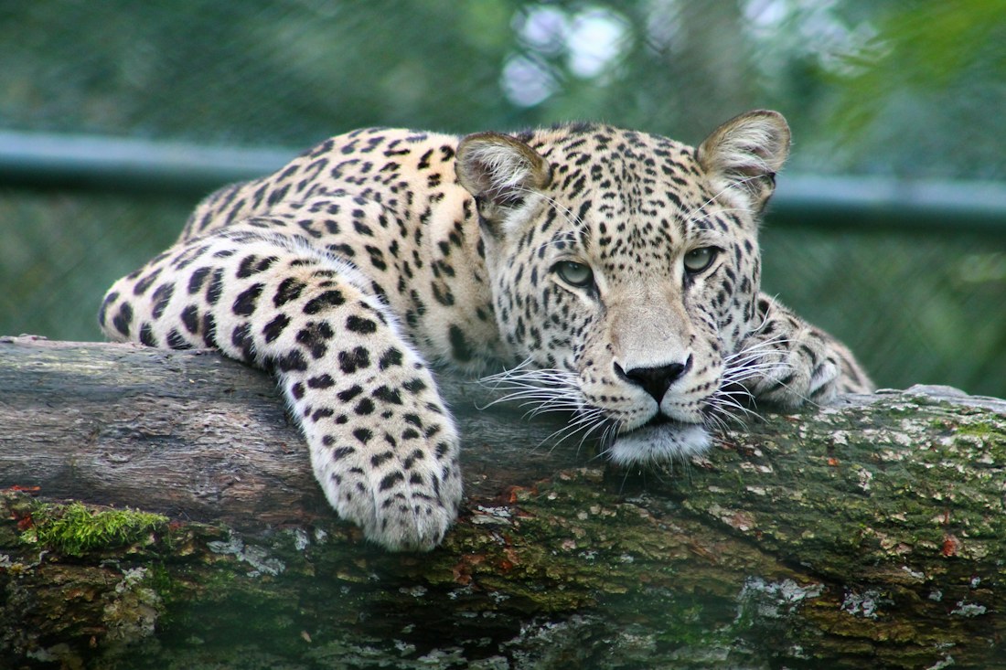 Leopard looking through leaves