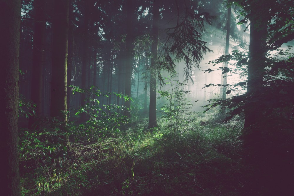 Dense green woodland